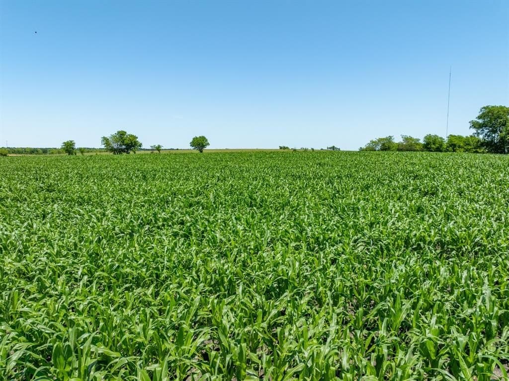 10 acres in Falls County - photo 17