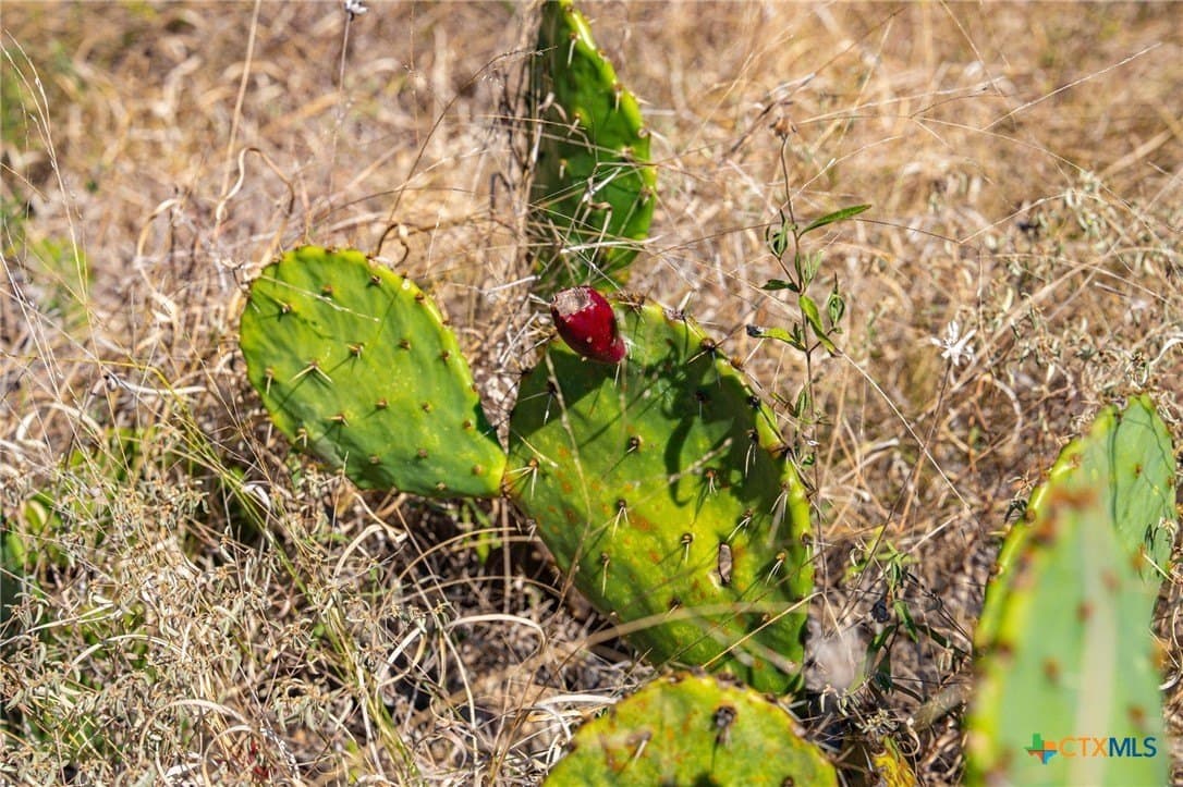 10.5 acres in Comal County - photo 12
