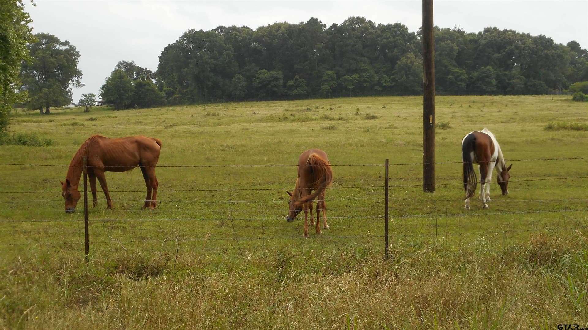 29.94 acres in Wood County - photo 7