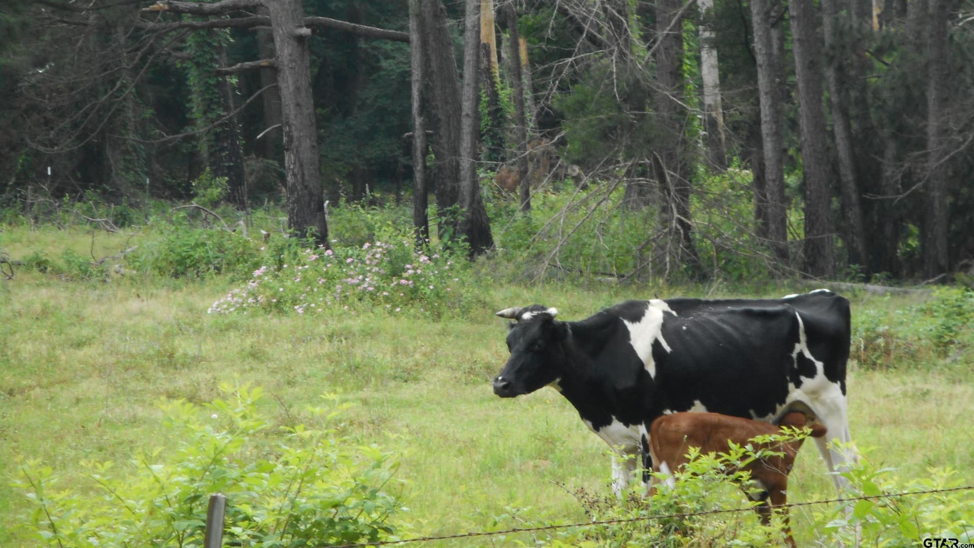 29.94 acres in Wood County - photo 6
