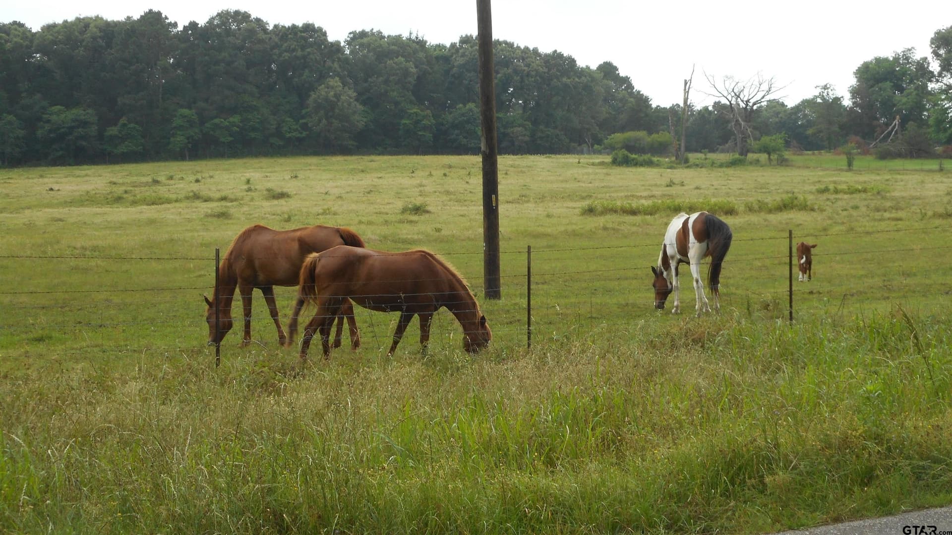 29.94 acres in Wood County - photo 5