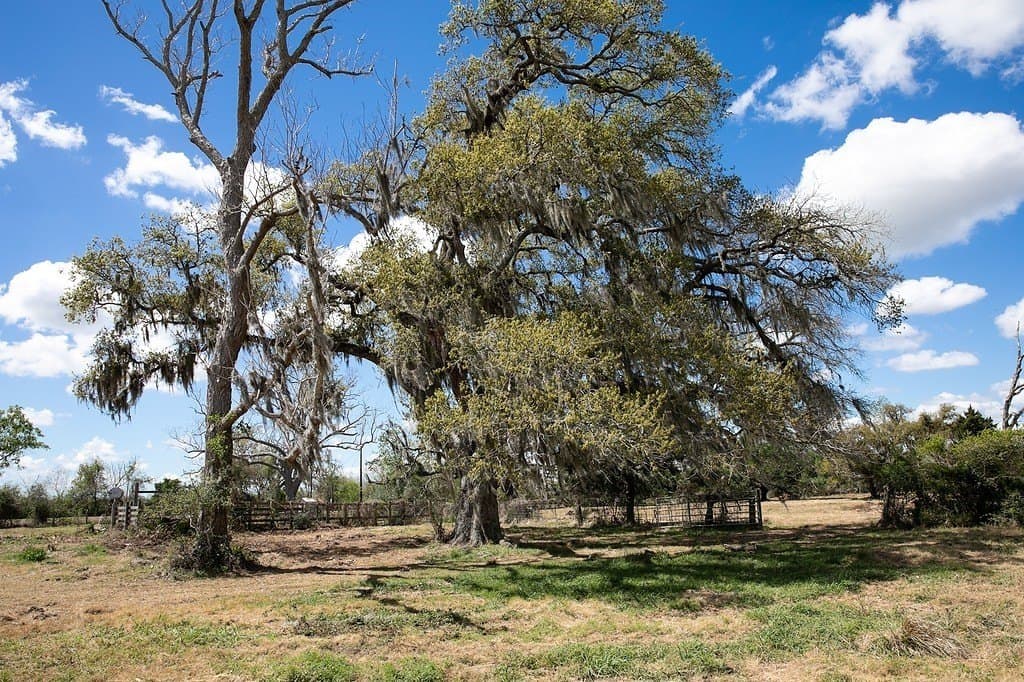 14.5 acres in Brazoria County - photo 10