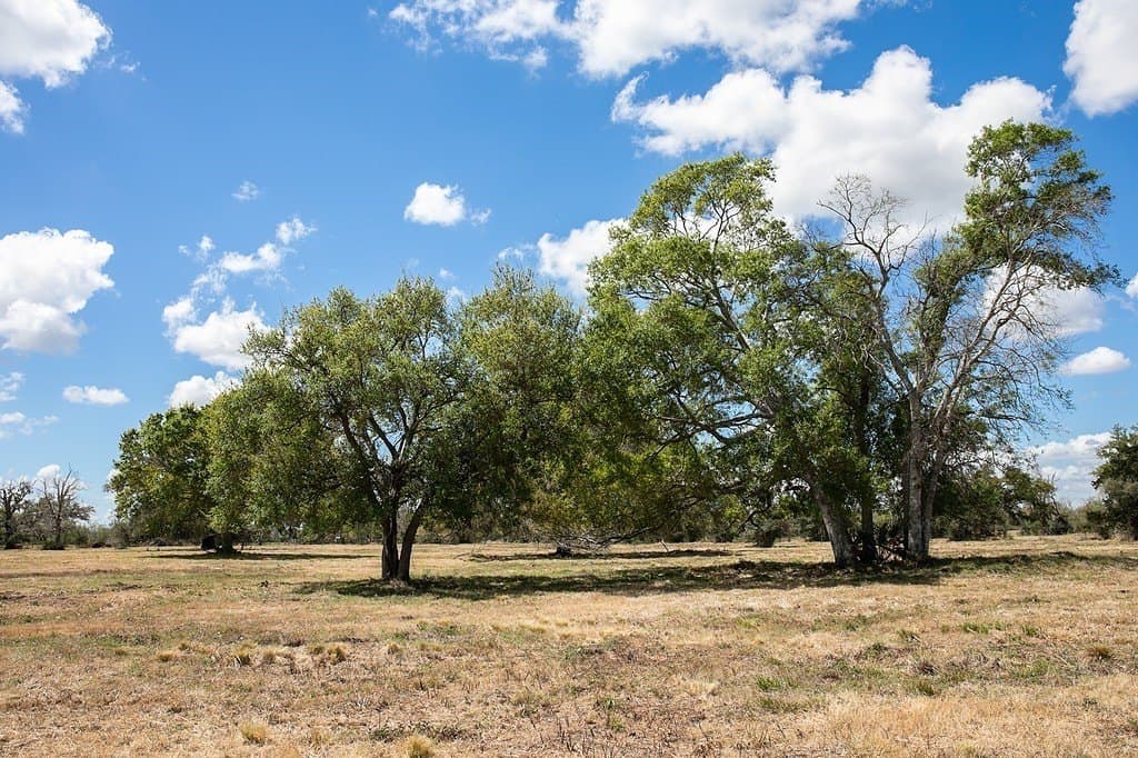 14.5 acres in Brazoria County - photo 4