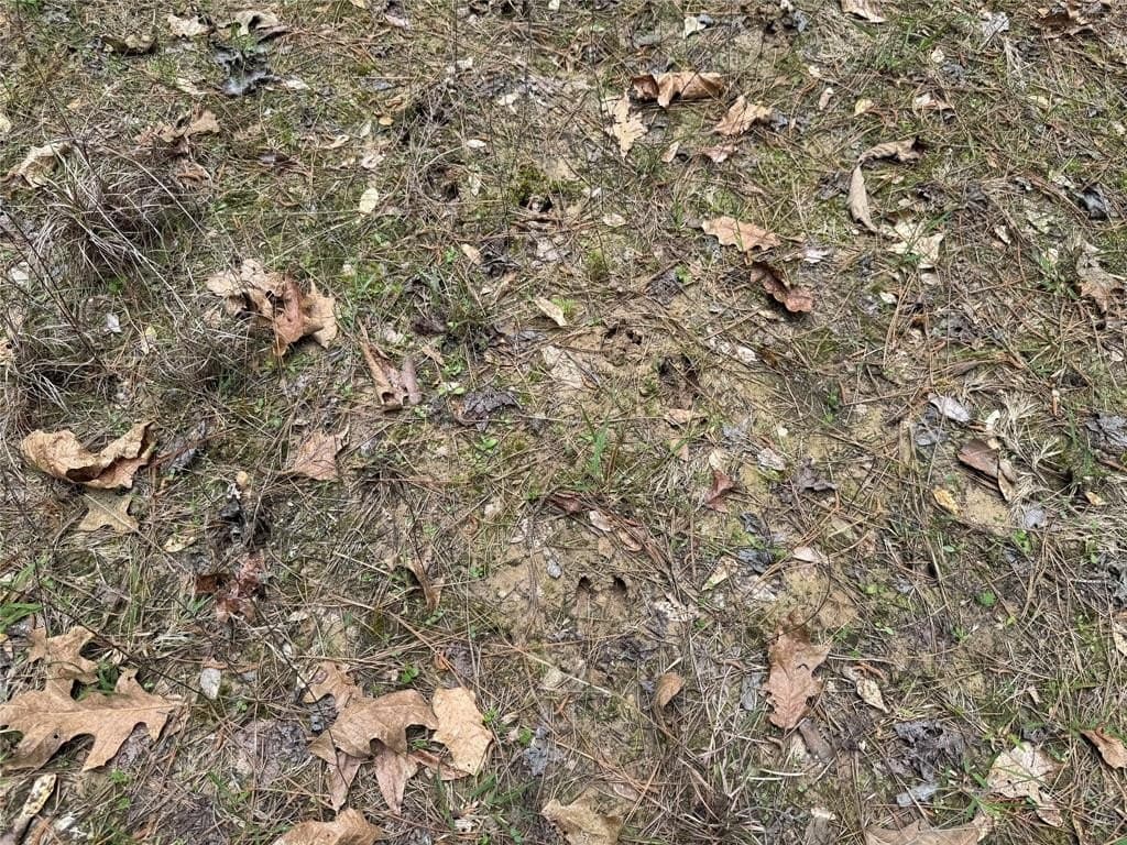 114.19 acres in Cass County - photo 13