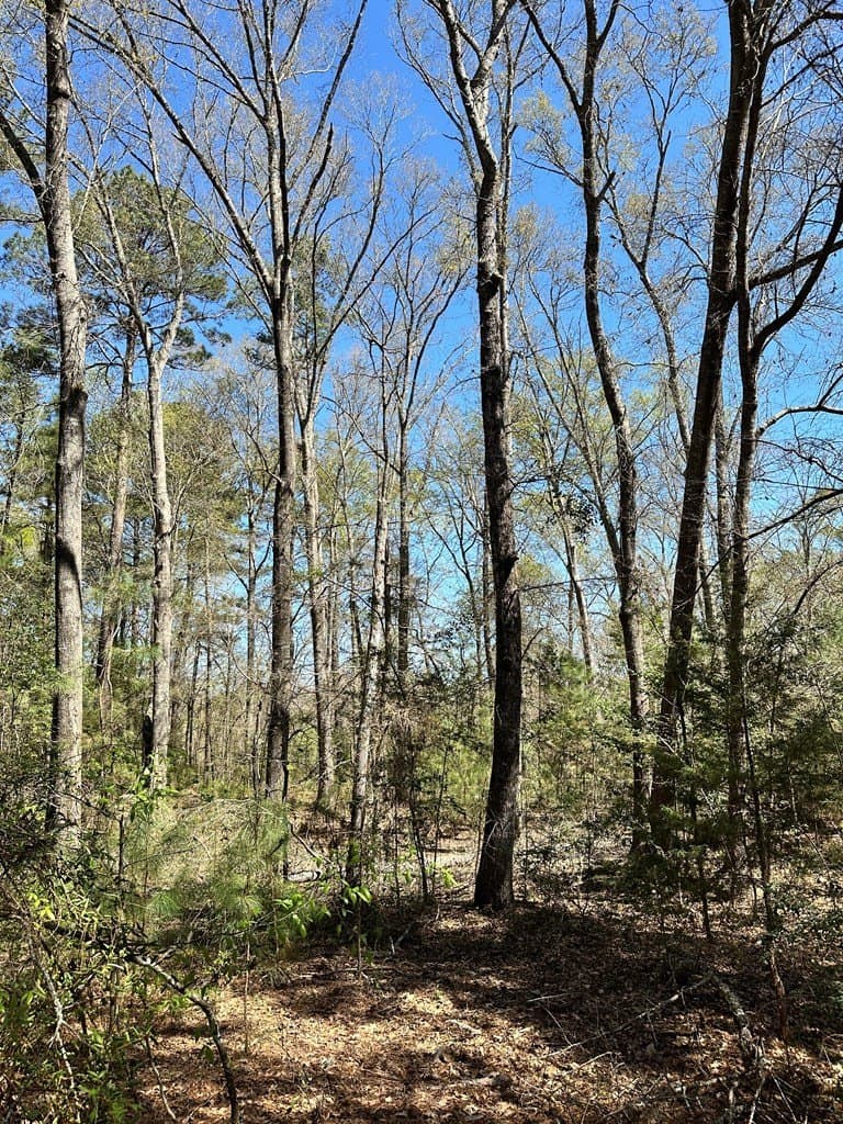 5.3 acres in ANDERSON County - photo 6