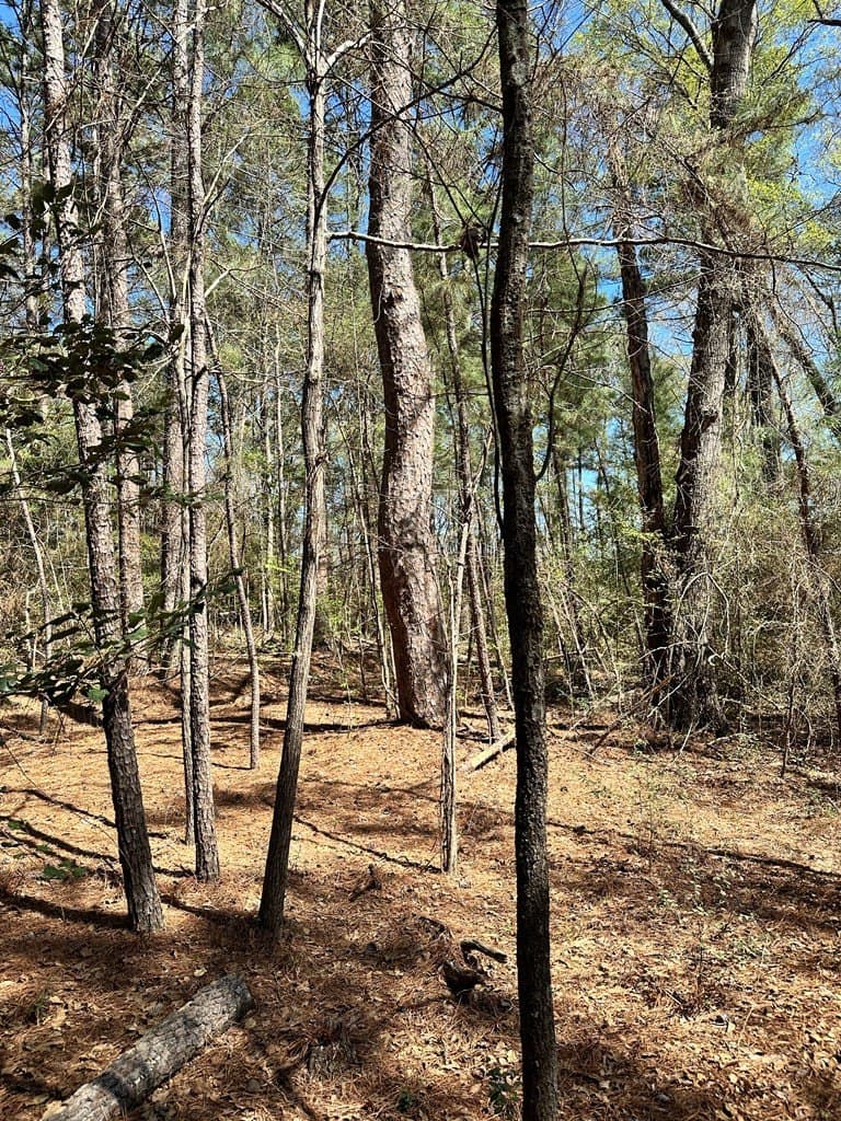 5.3 acres in ANDERSON County - photo 4