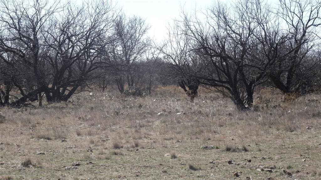 329.6 acres in Callahan County - photo 12