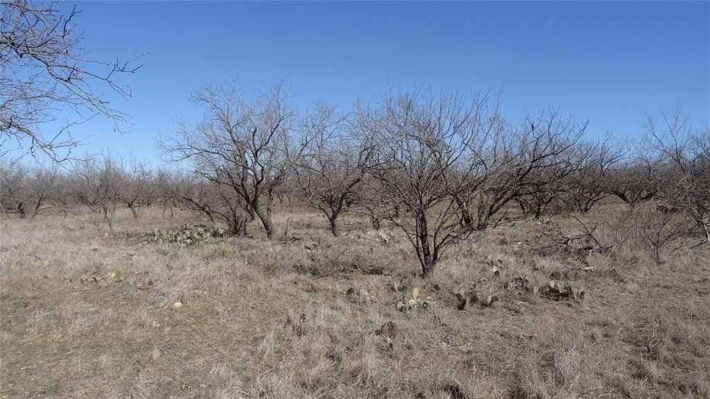 329.6 acres in Callahan County - photo 14
