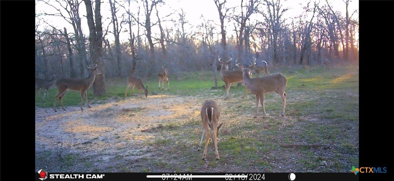 10.01 acres in Milam County - photo 14