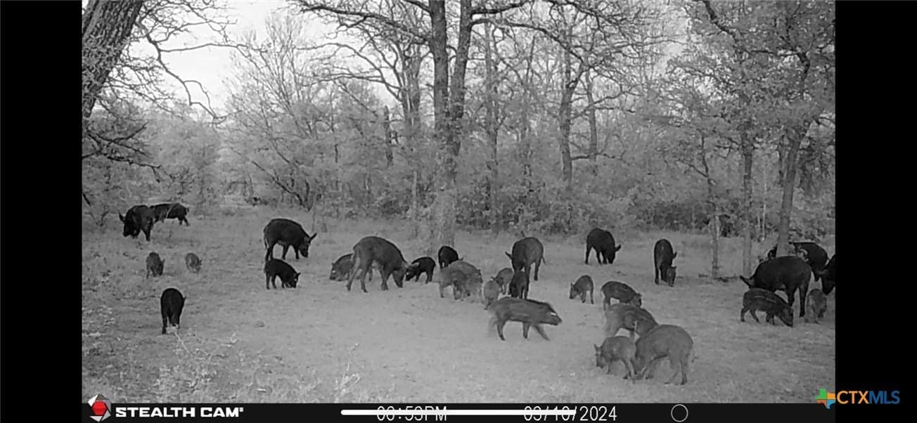 10.01 acres in Milam County - photo 13