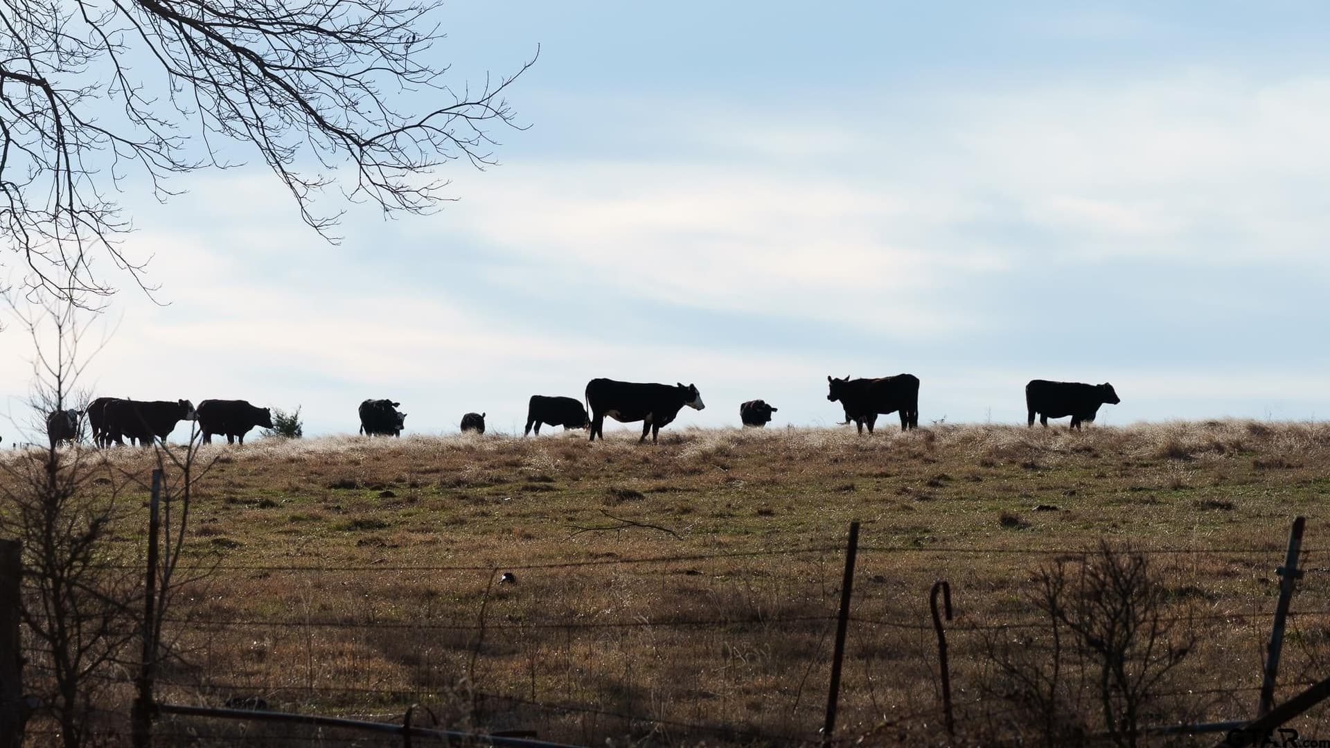 288 acres in Lamar County - photo 18