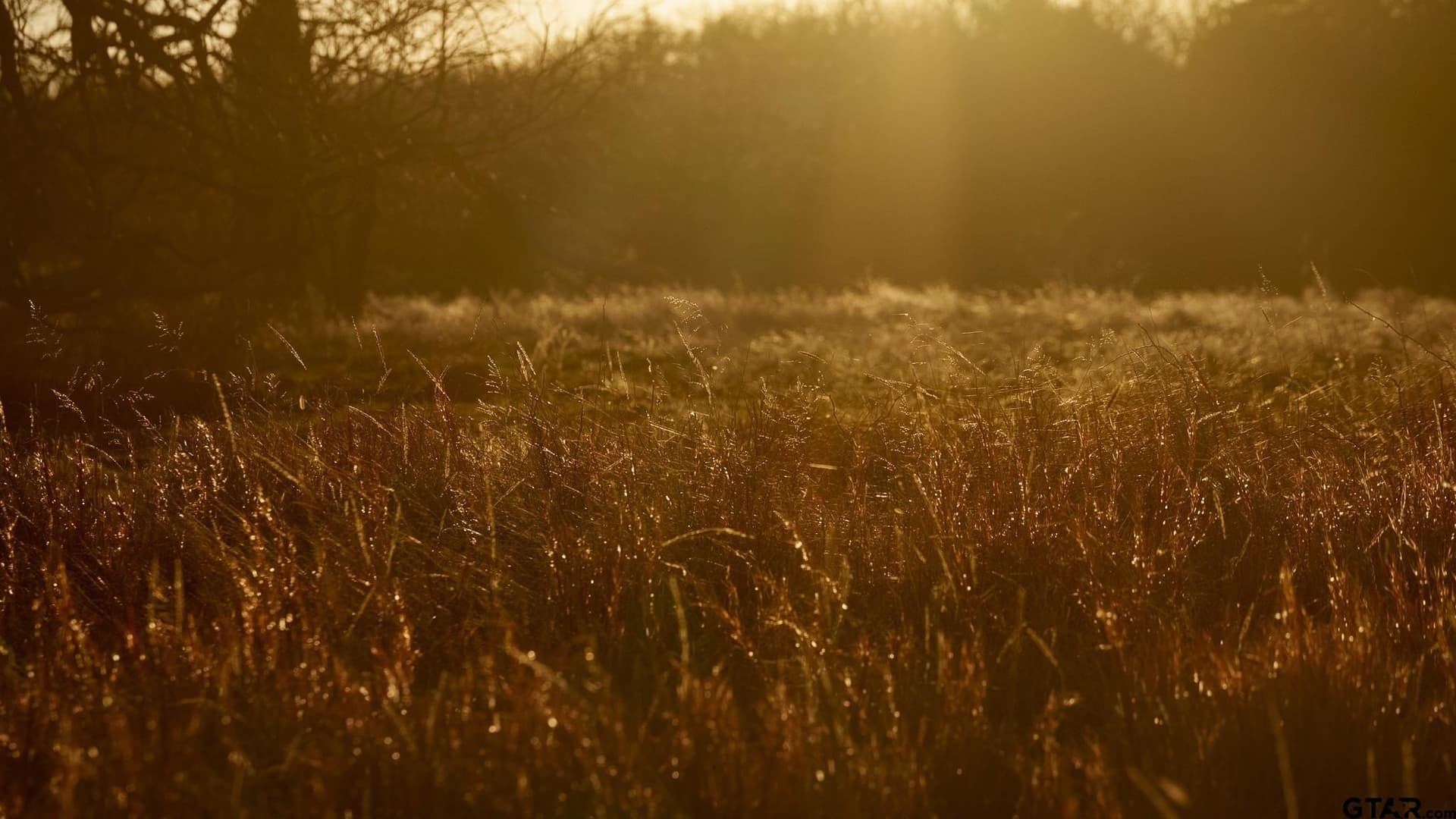 288 acres in Lamar County - photo 30
