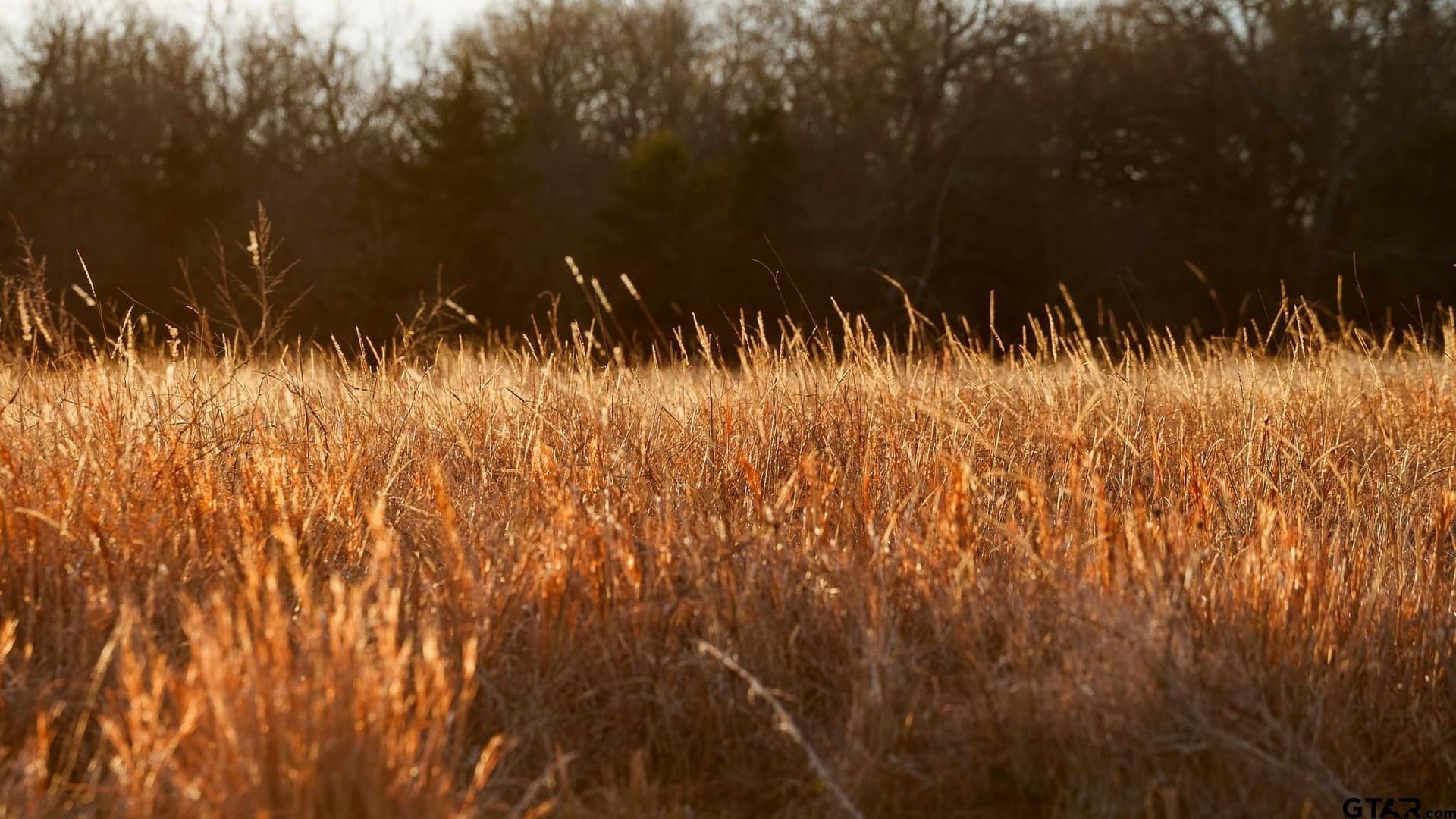 288 acres in Lamar County - photo 31