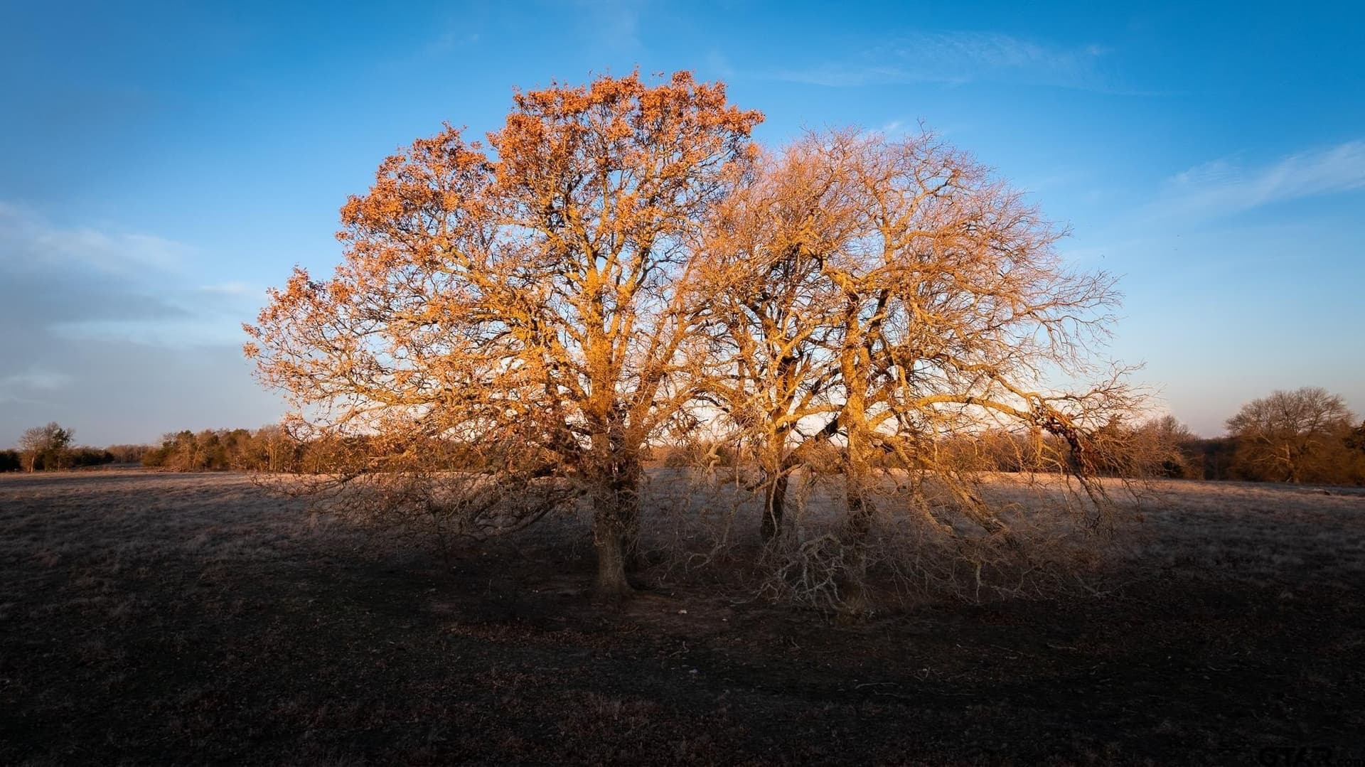 288 acres in Lamar County - photo 8