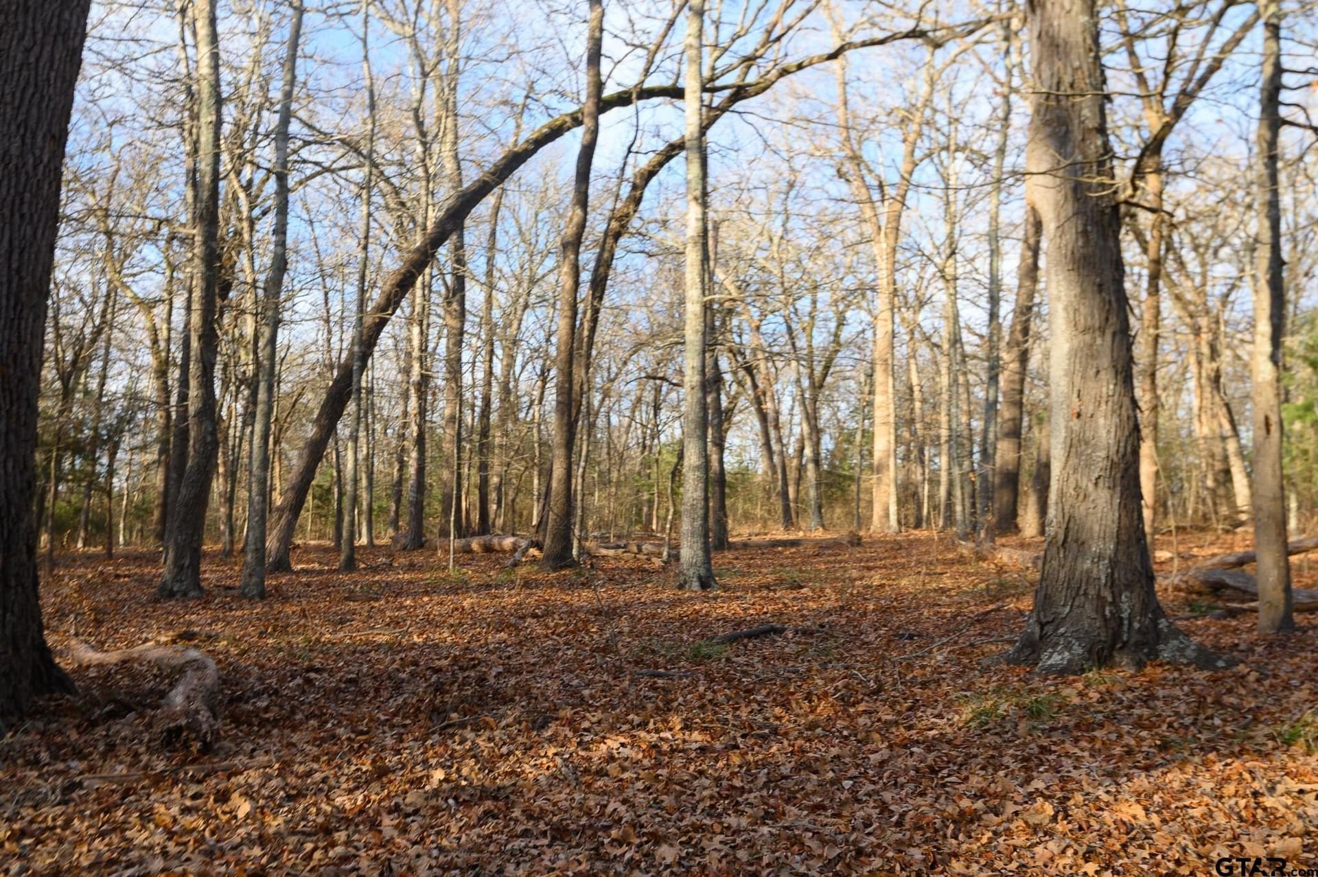 288 acres in Lamar County - photo 34