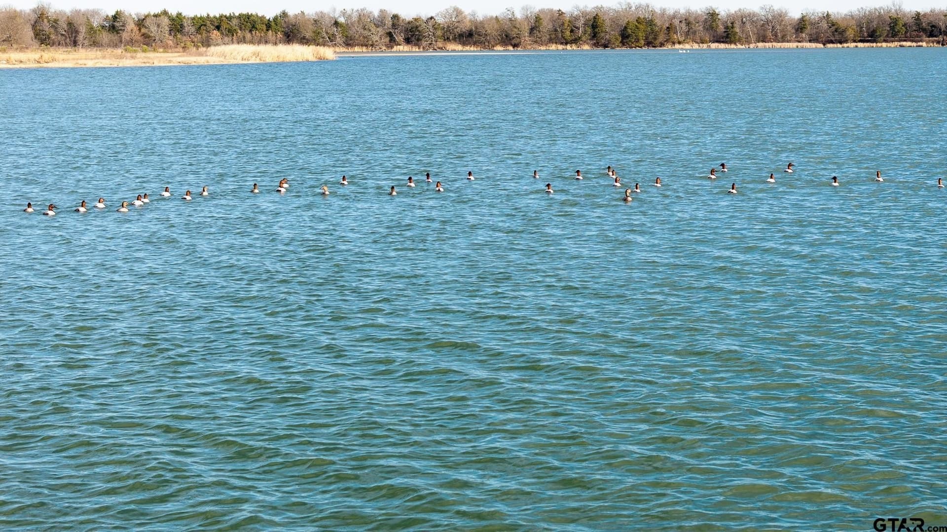 288 acres in Lamar County - photo 15