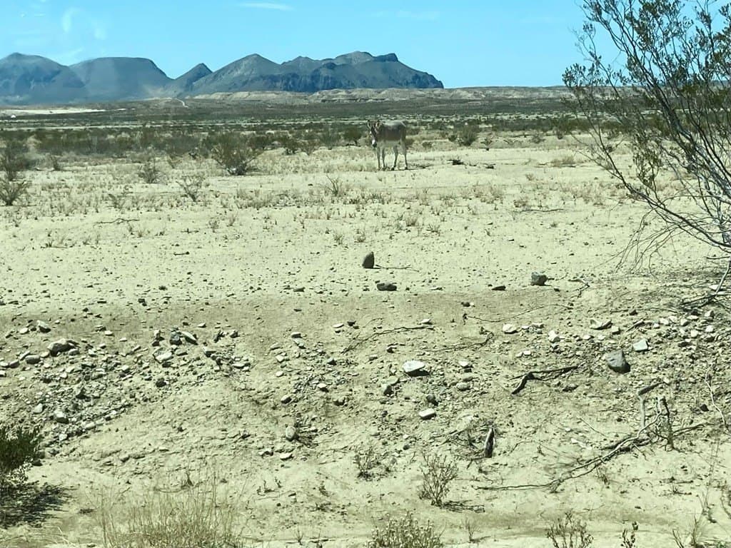640 acres in Brewster County - photo 3