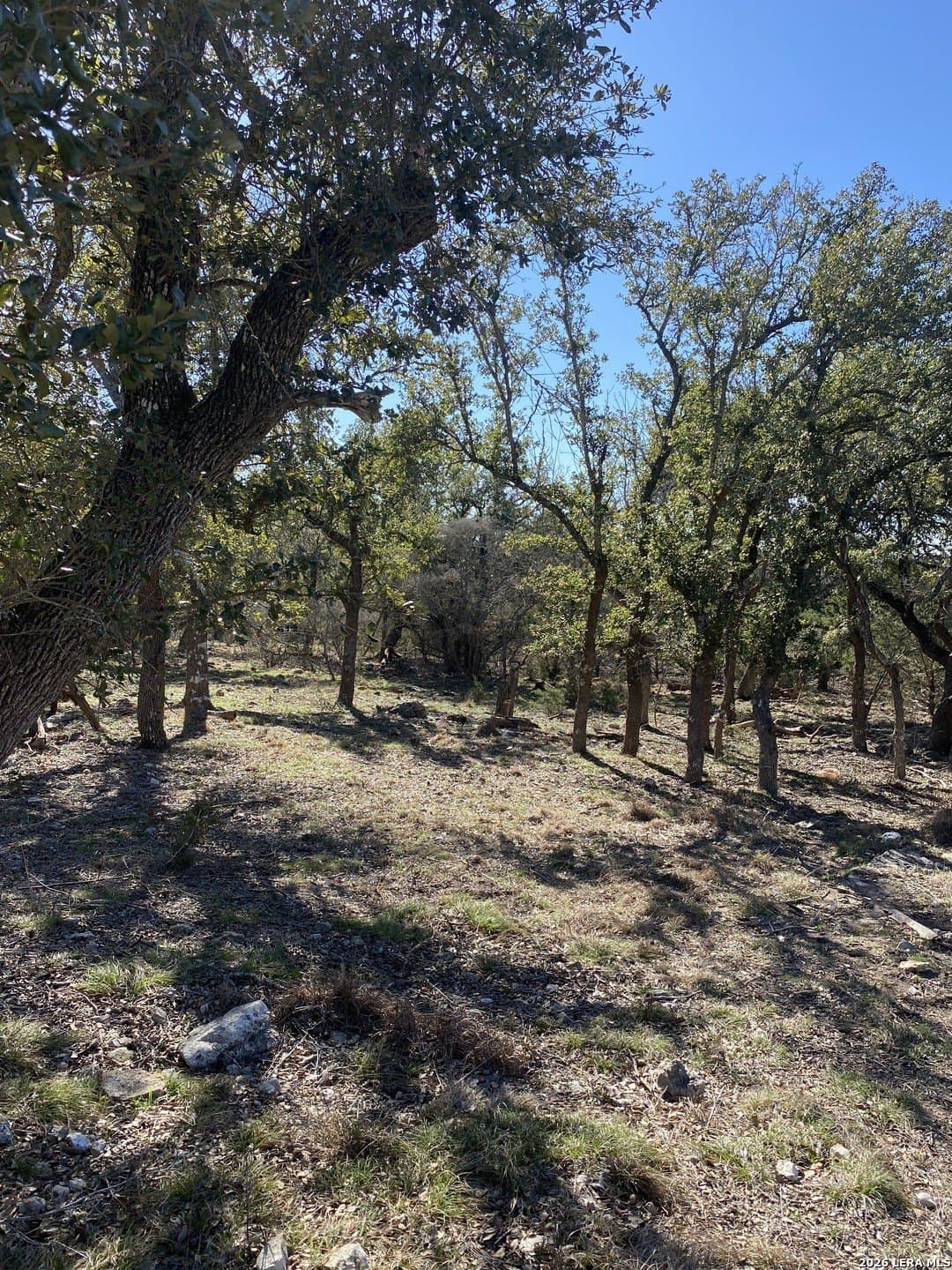 106 Ulmus