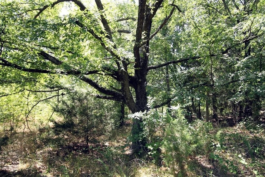 16.72 acres in Denton County - photo 14