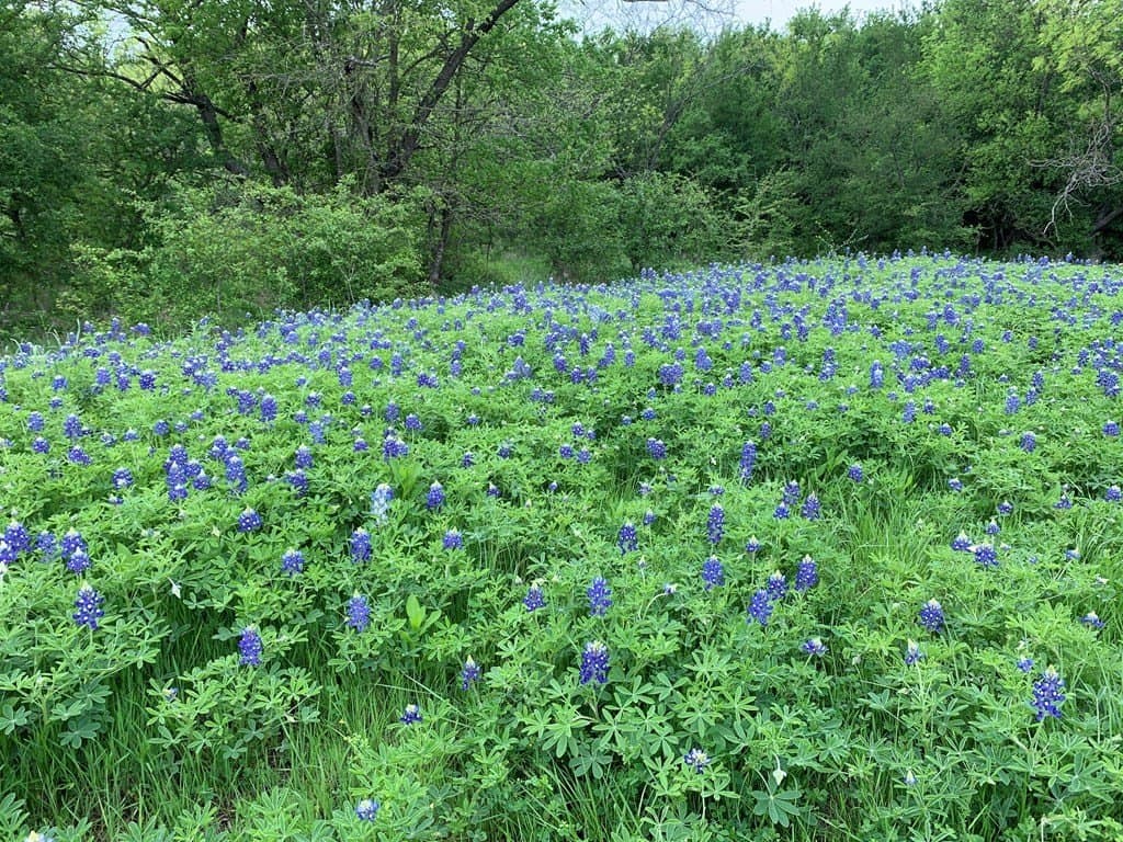 16.08 acres in Navarro County - photo 6
