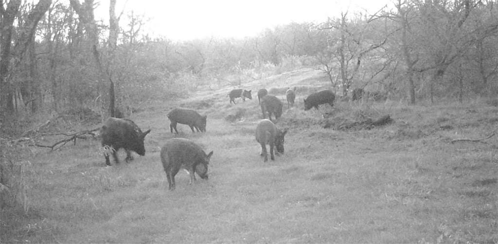 16.08 acres in Navarro County - photo 39