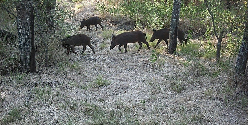 16.08 acres in Navarro County - photo 40