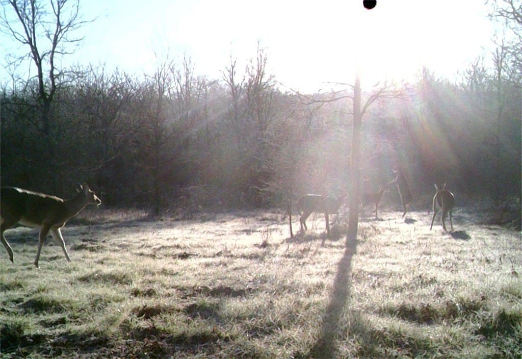 16.08 acres in Navarro County - photo 33