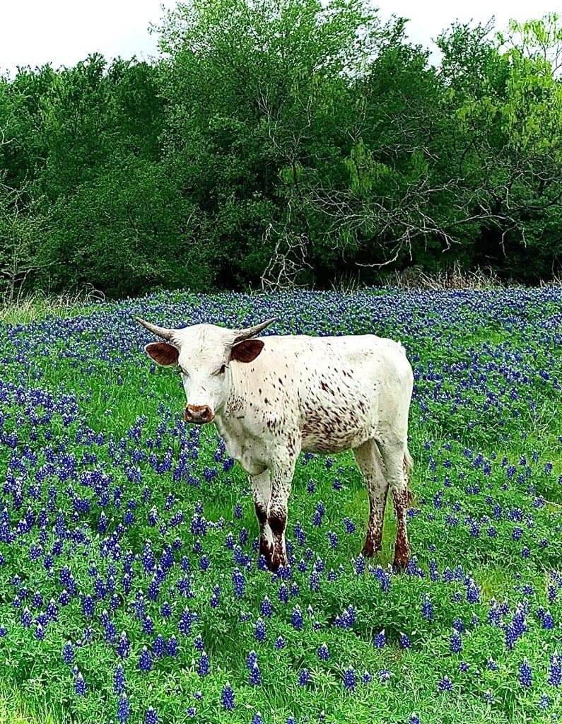 16.08 acres in Navarro County - photo 4