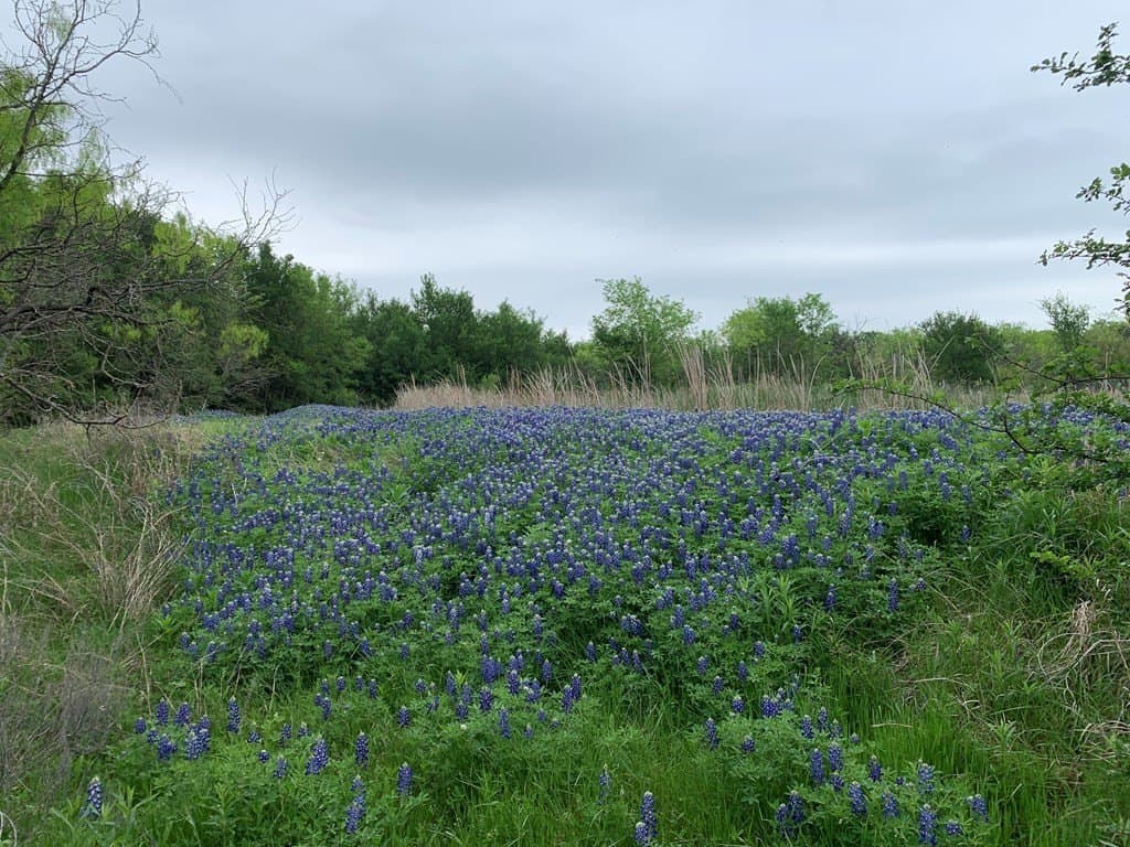 16.08 acres in Navarro County - photo 24