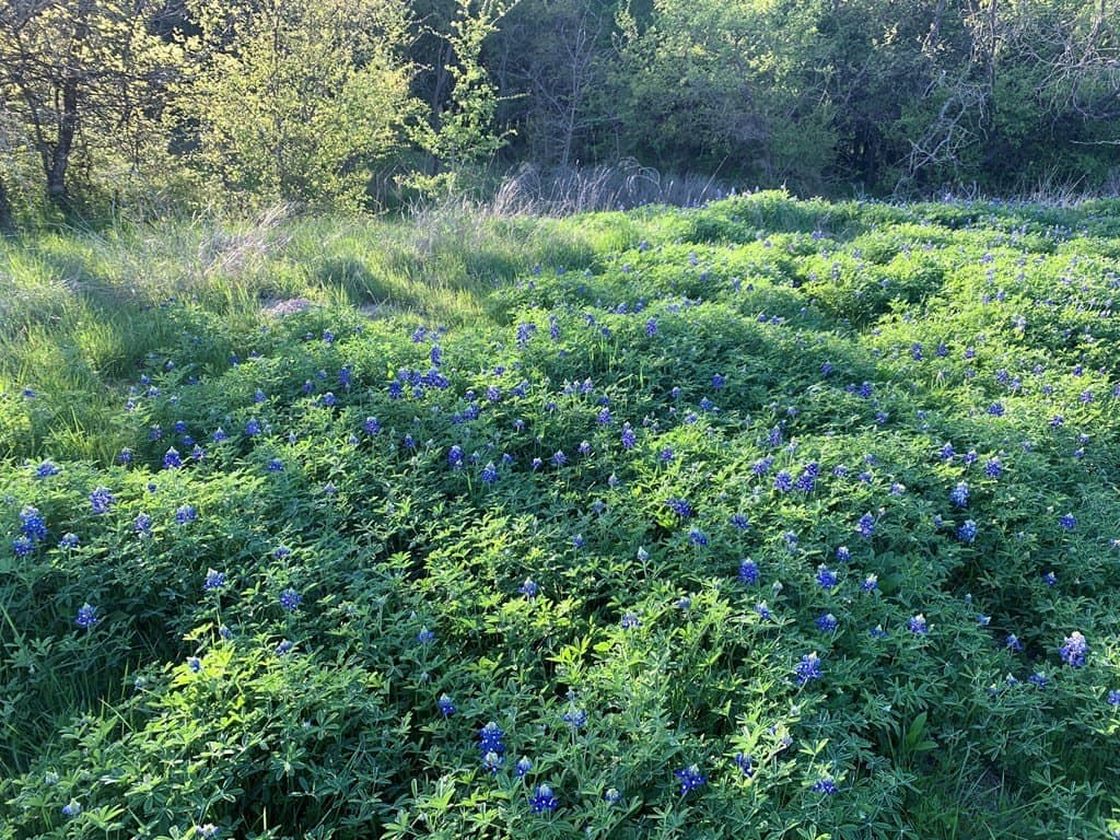 16.08 acres in Navarro County - photo 23