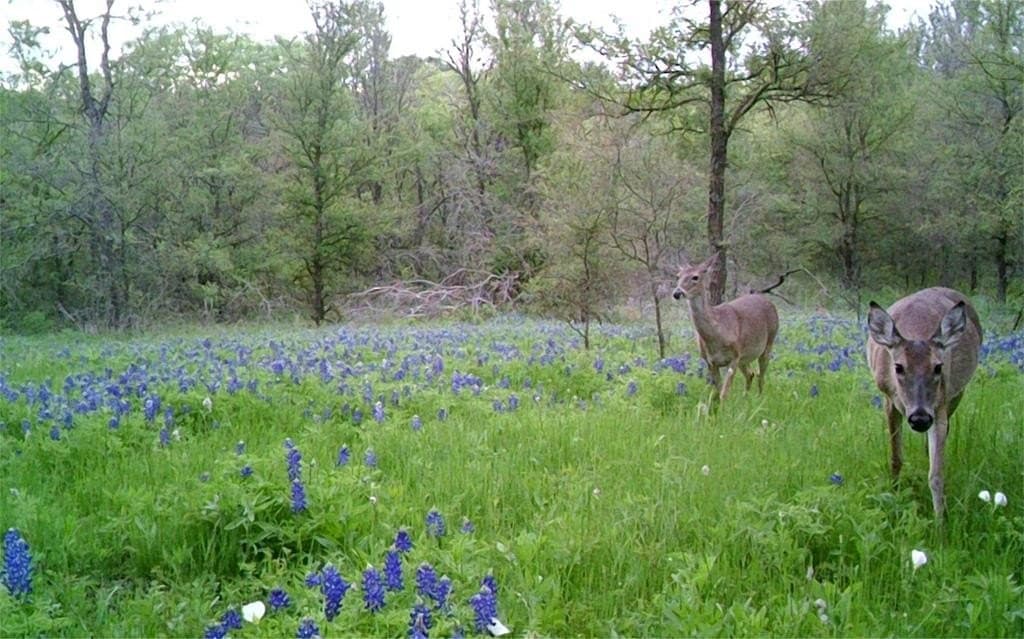 16.08 acres in Navarro County - photo 41