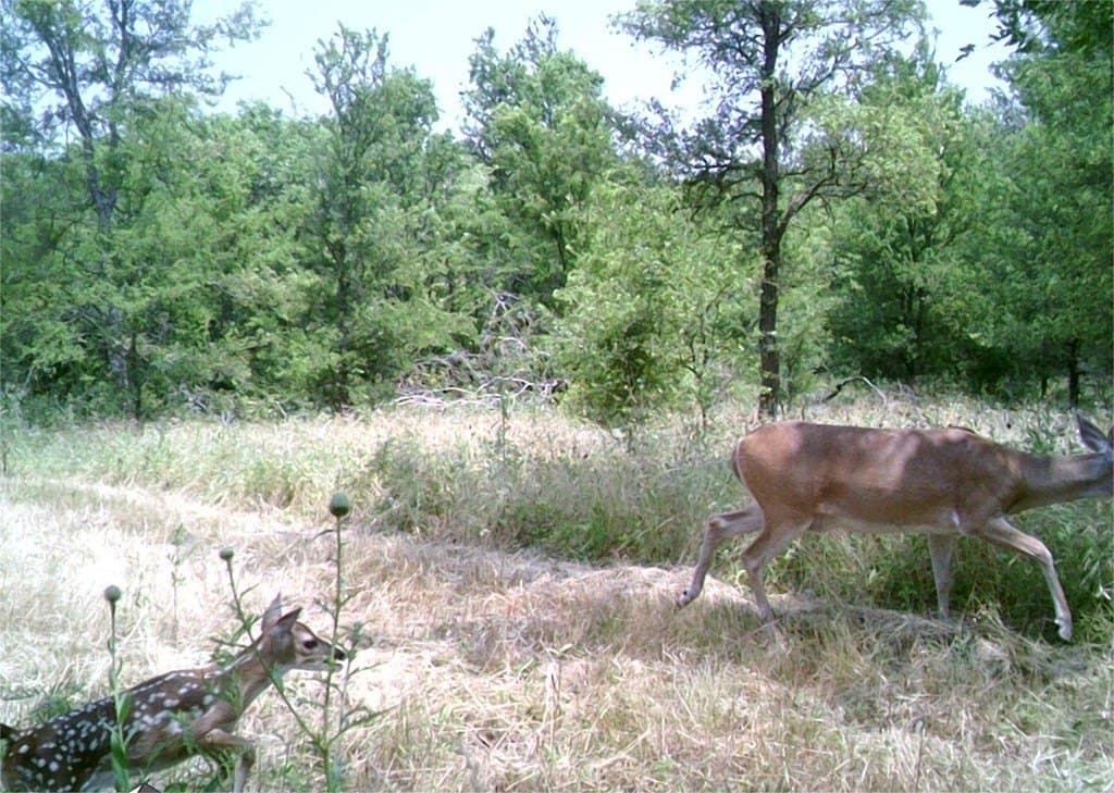 16.08 acres in Navarro County - photo 27