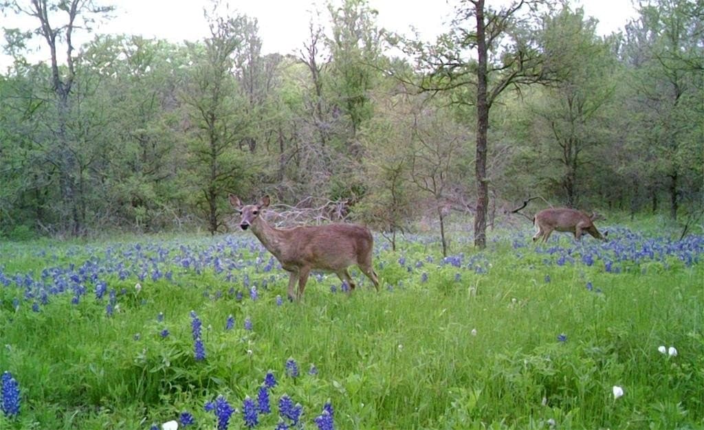 16.08 acres in Navarro County - photo 7