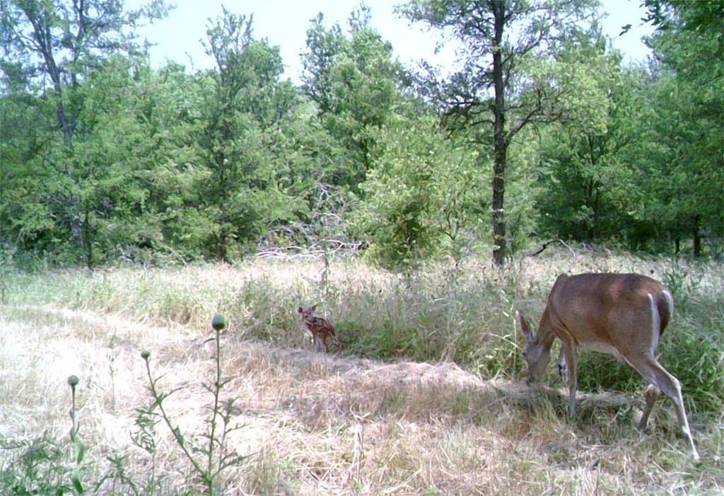 16.08 acres in Navarro County - photo 28
