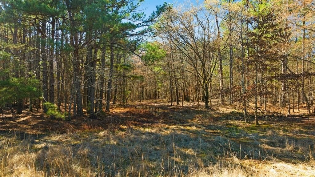 60 acres in Red River County - photo 6