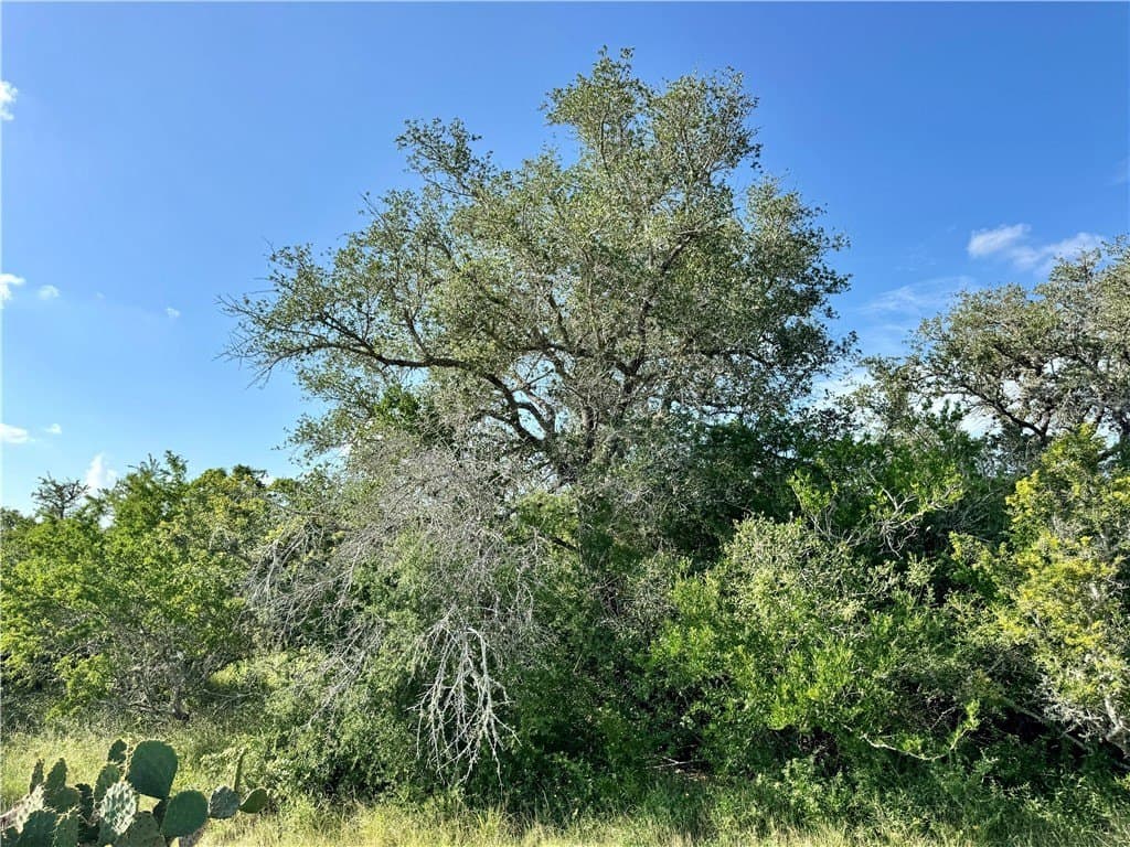 39.59 acres in Bee County - photo 25