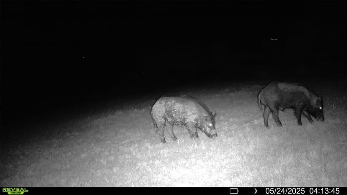 39.59 acres in Bee County - photo 31