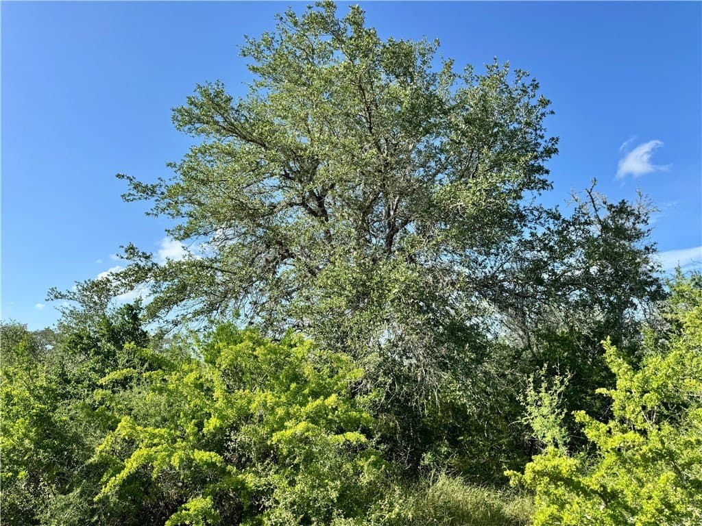 39.59 acres in Bee County - photo 22