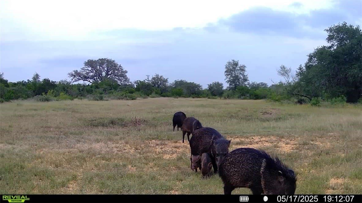 39.59 acres in Bee County - photo 40