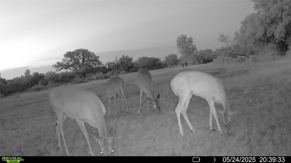 39.59 acres in Bee County - photo 30