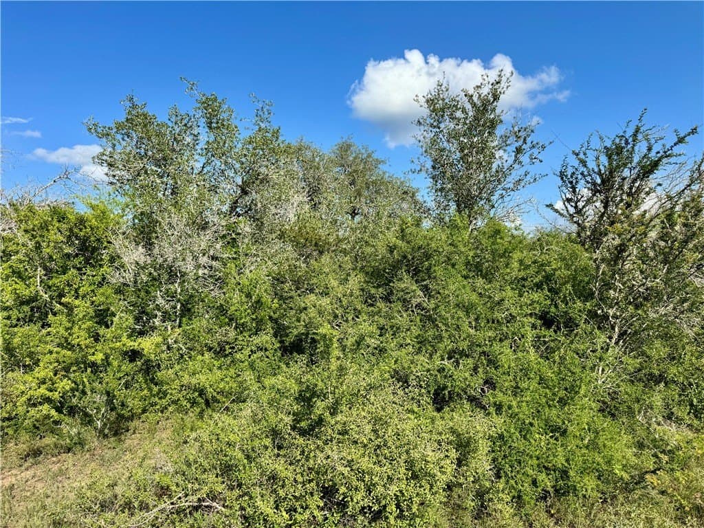 39.59 acres in Bee County - photo 14