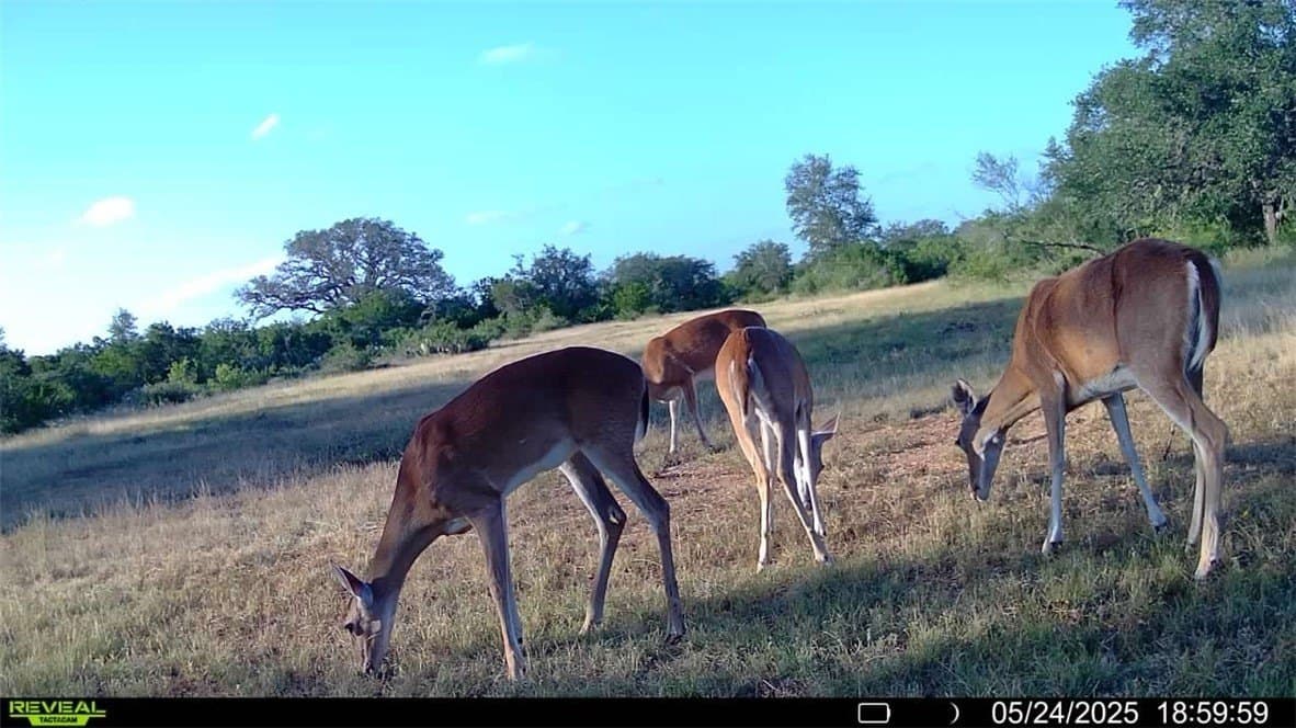 39.59 acres in Bee County - photo 32