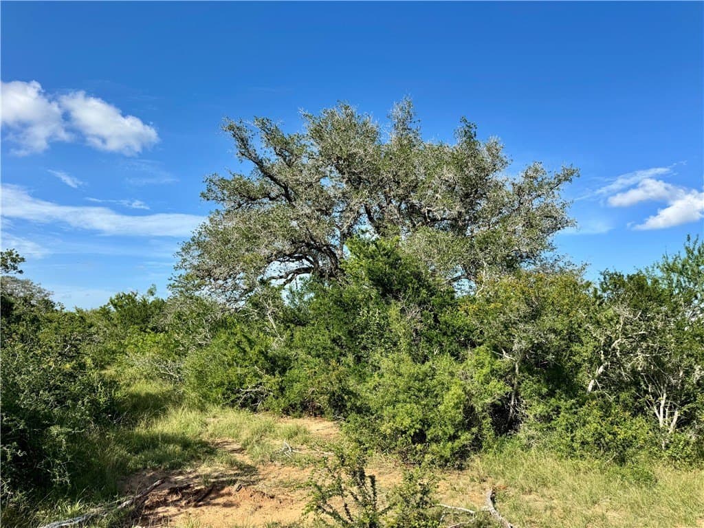 39.59 acres in Bee County - photo 28