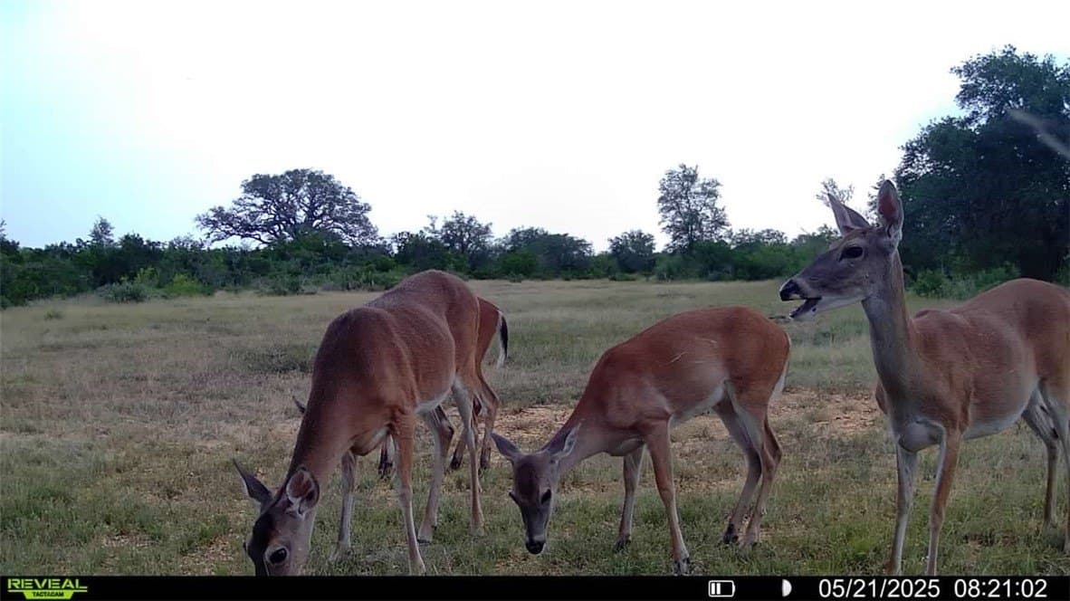 39.59 acres in Bee County - photo 34