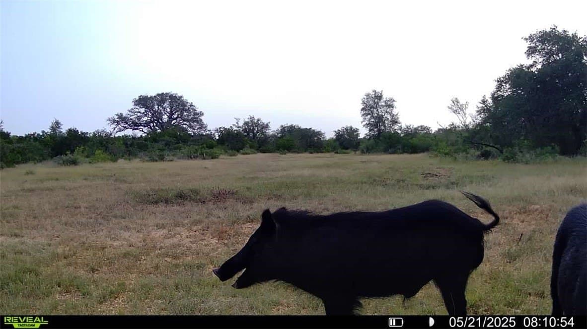 39.59 acres in Bee County - photo 36