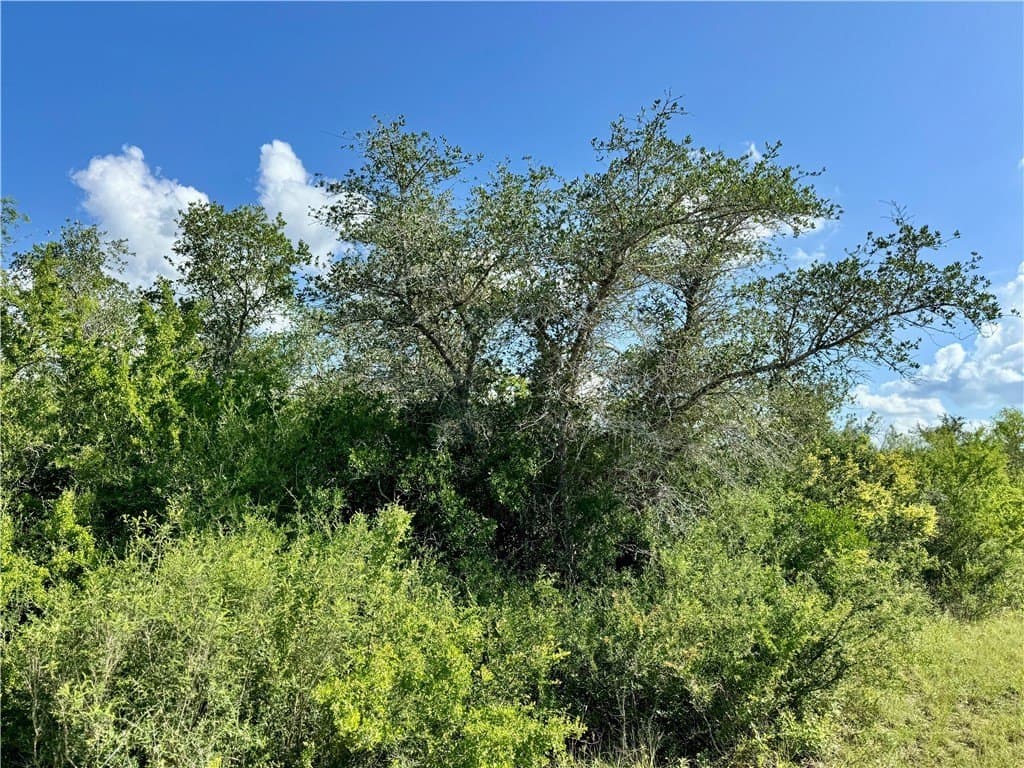 39.59 acres in Bee County - photo 9
