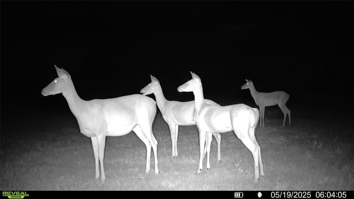 39.59 acres in Bee County - photo 37