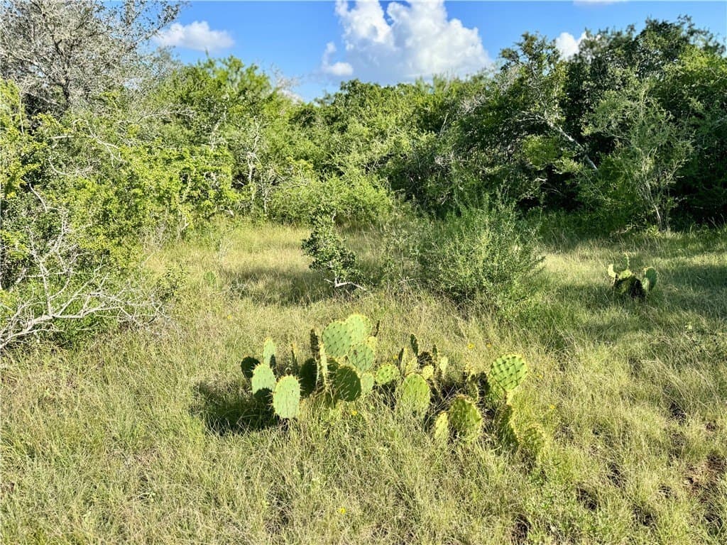 39.59 acres in Bee County - photo 24