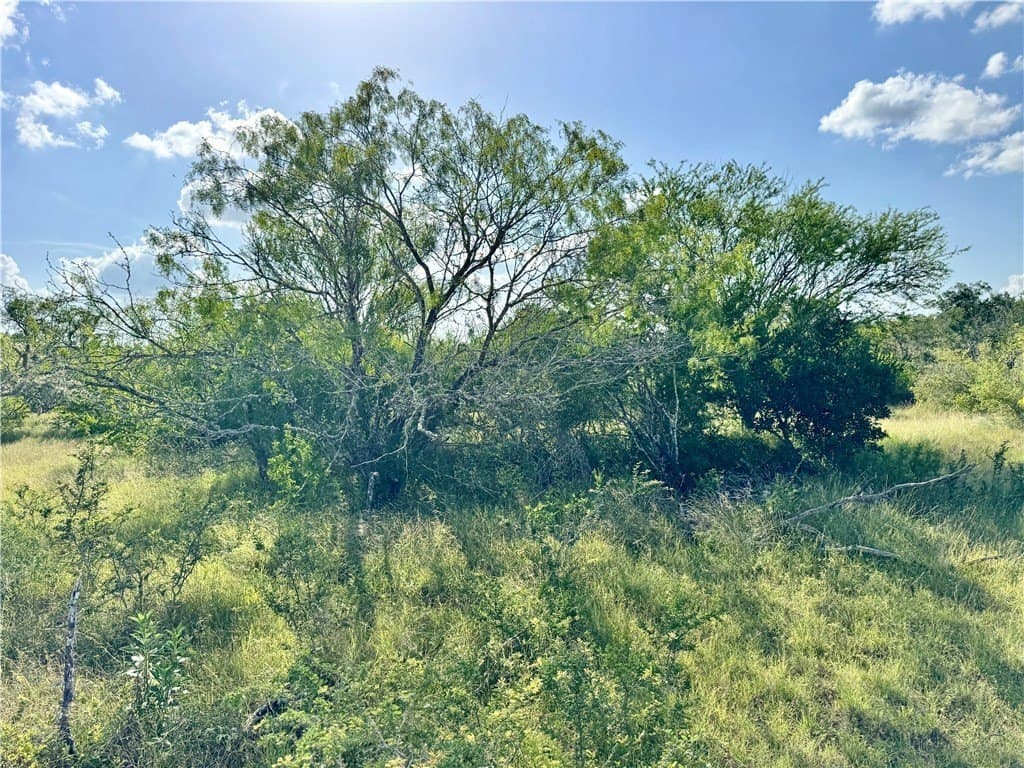 39.59 acres in Bee County - photo 16