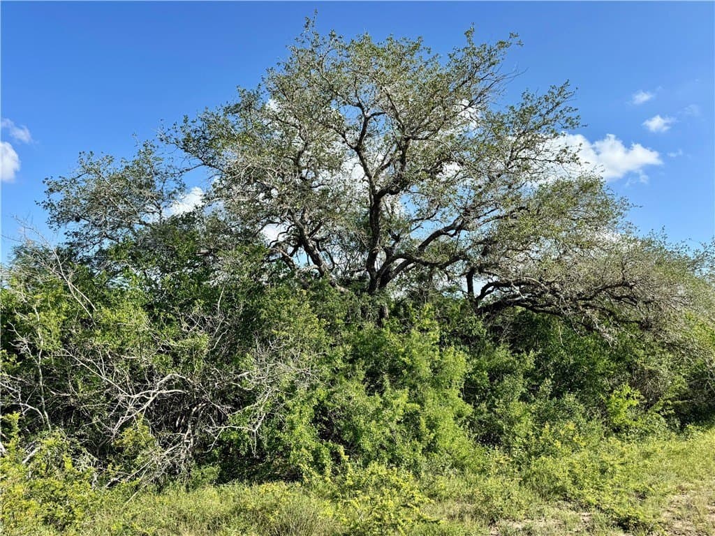 39.59 acres in Bee County - photo 11